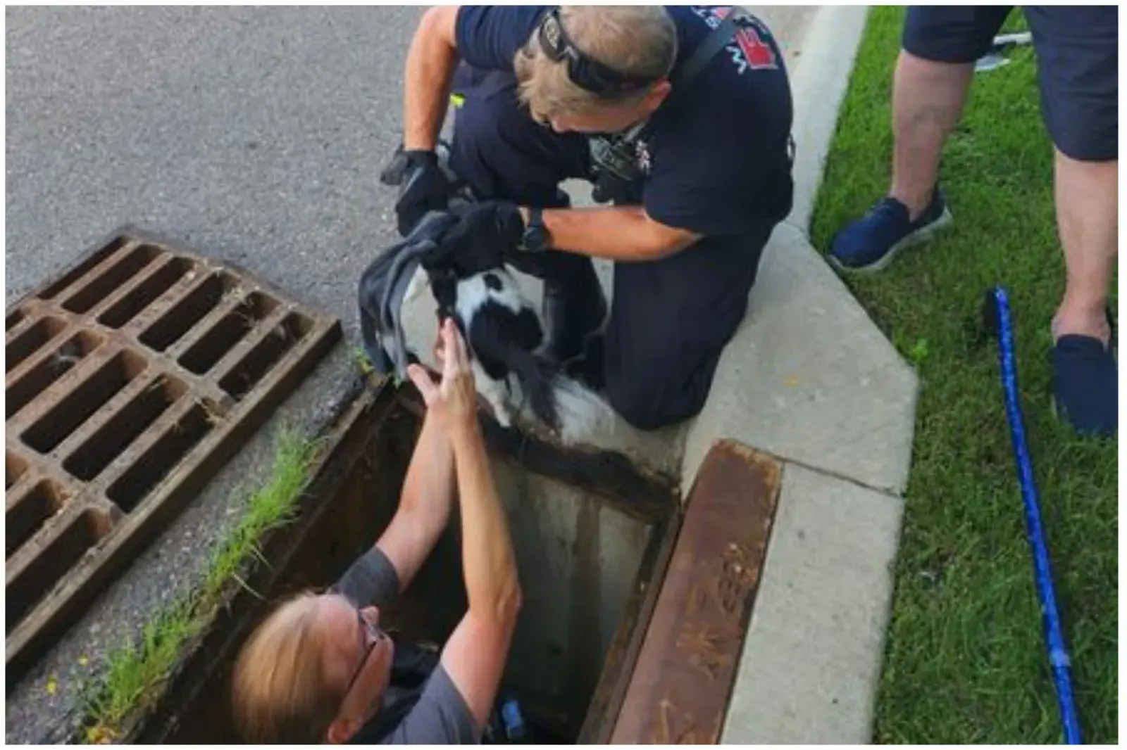 A photo of Barkley being rescued