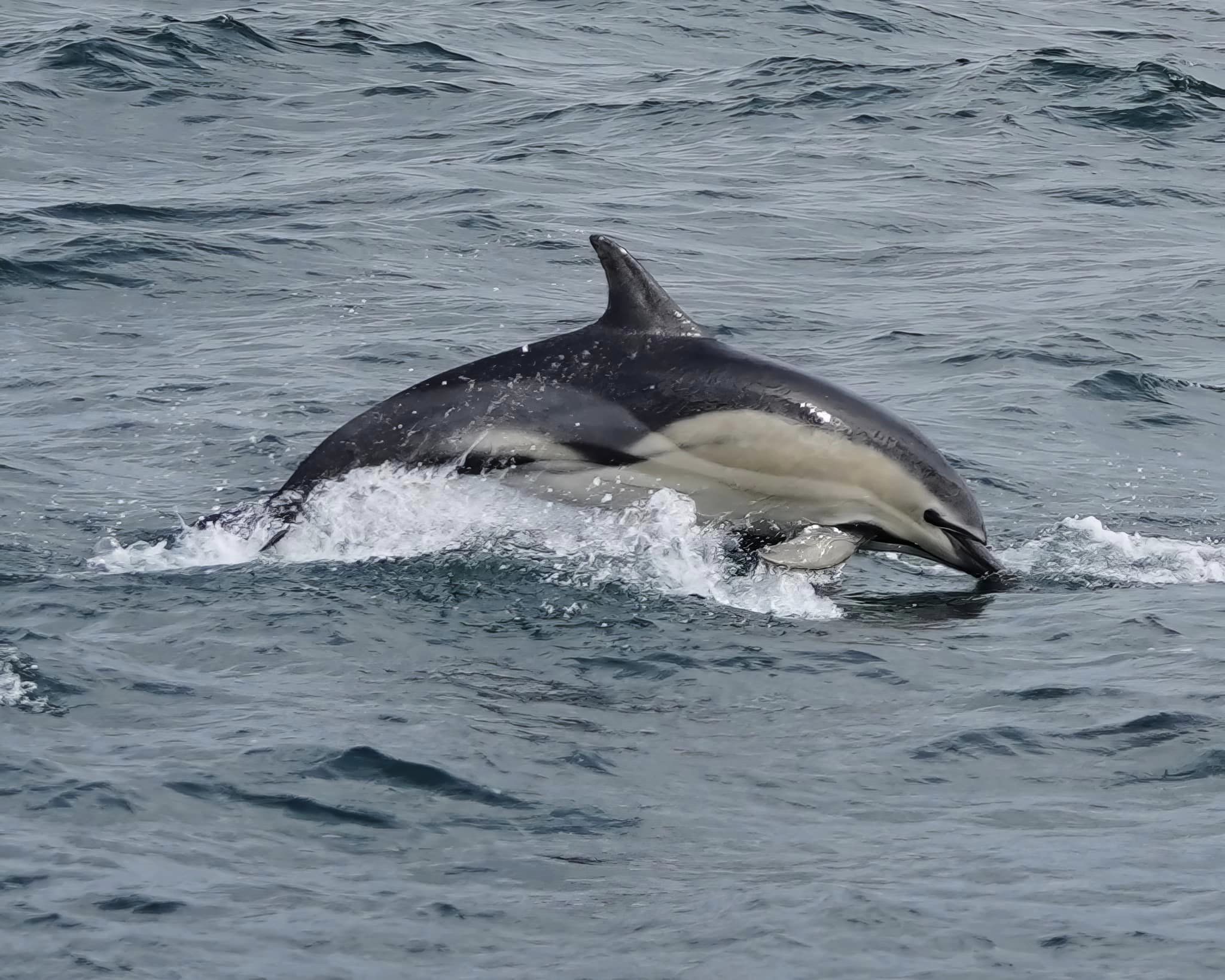 2273813-hybrid-dolphin.jpg