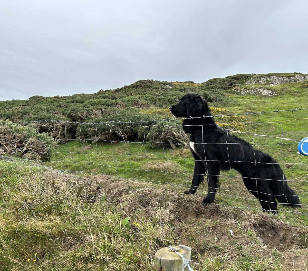 Dog Stranded on Cliff for 12 Days Rescued After Fishermen Spot Missing ...
