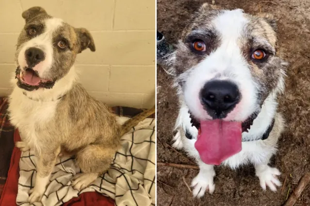Dog Has the Saddest Expression After Being Returned to Shelter After 2 ...