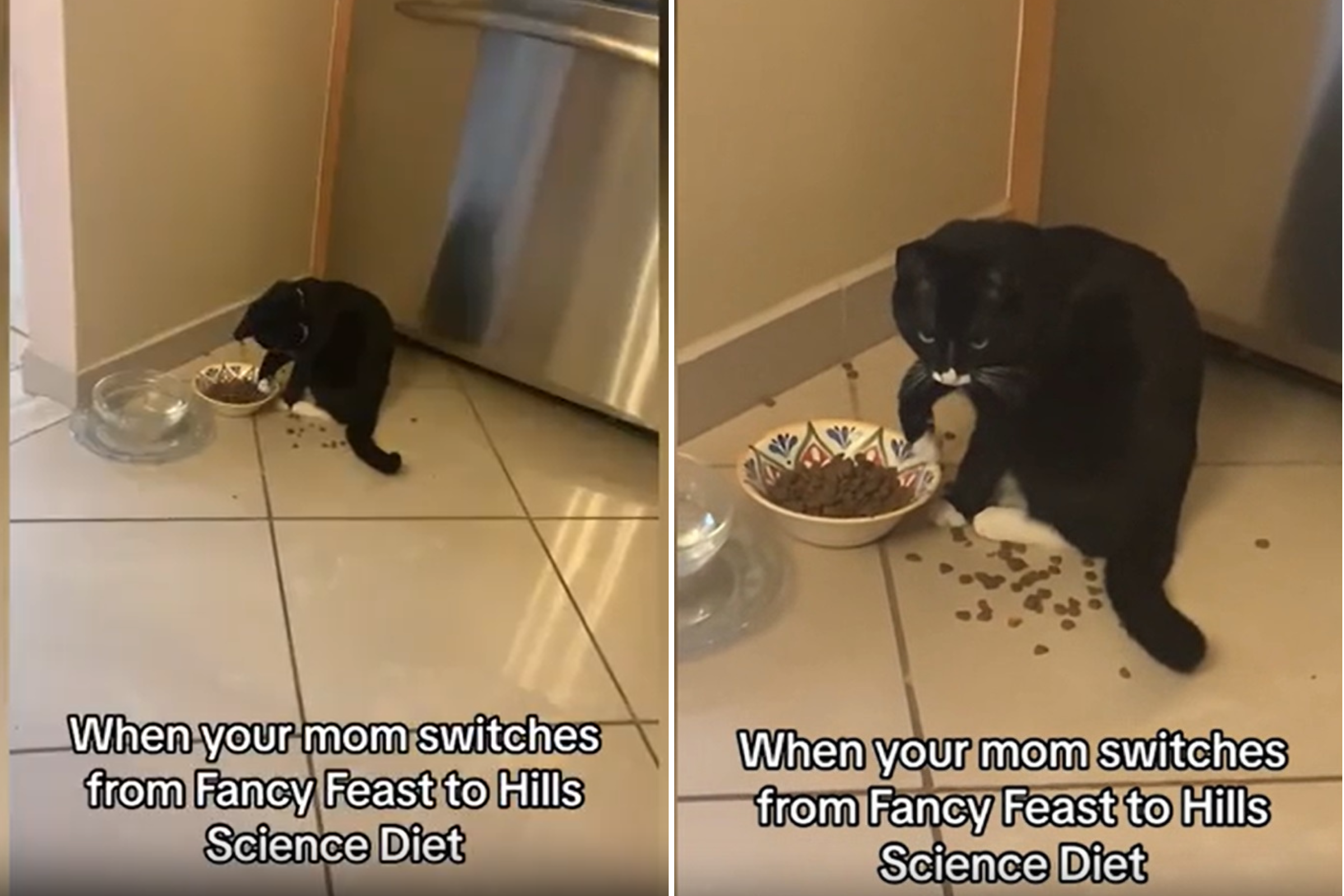 adjustable raised feeding bowls for dogs MrFluffyFriend™ - Adjustable Dog Bowls
