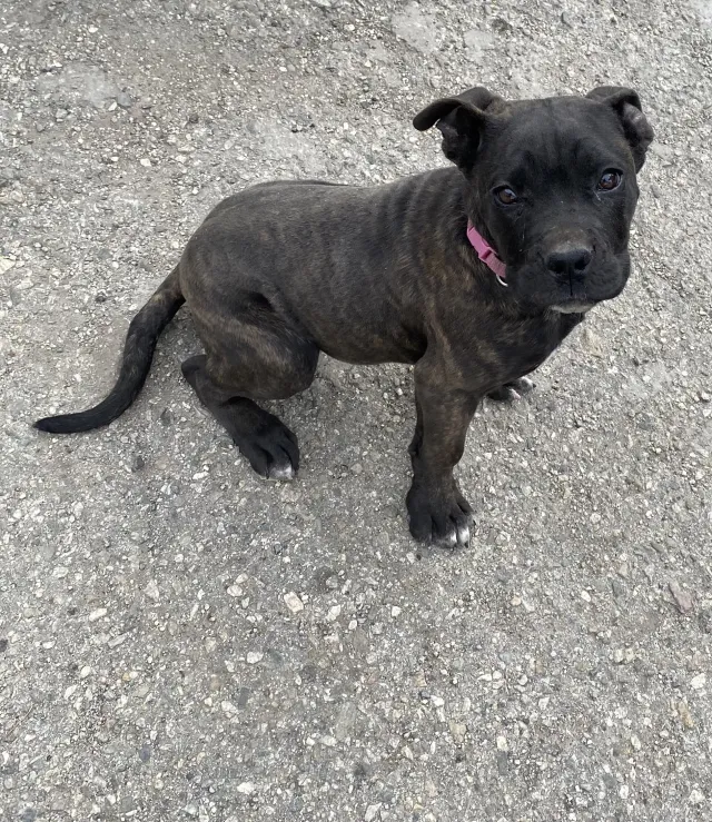 Owner Shares the 1 Reason Her Pup Won’t Get Stolen in Viral Clip—’Dare ...