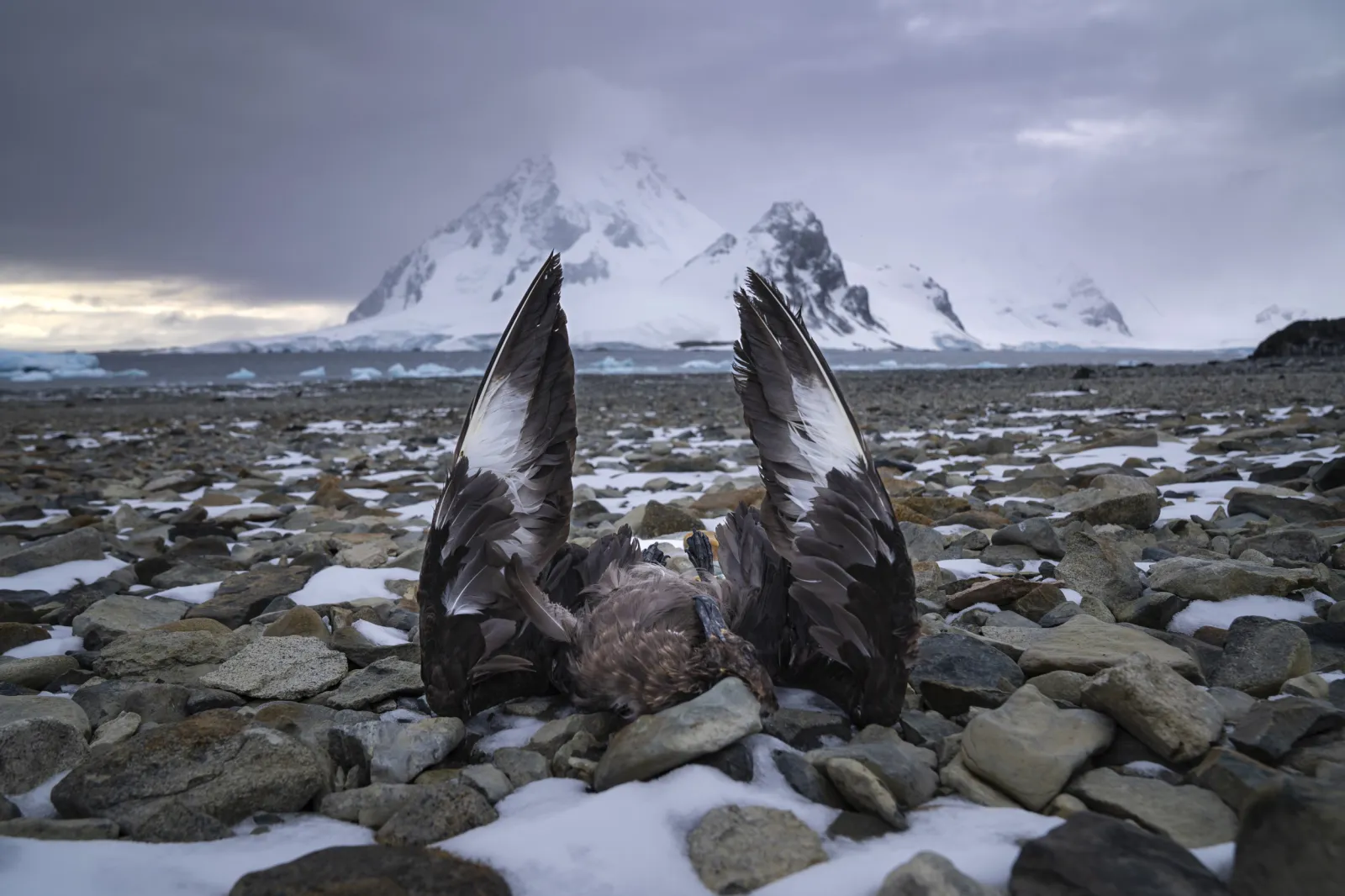 Deadly Avian Flu Hits Antarctica for the First Time - Newsweek