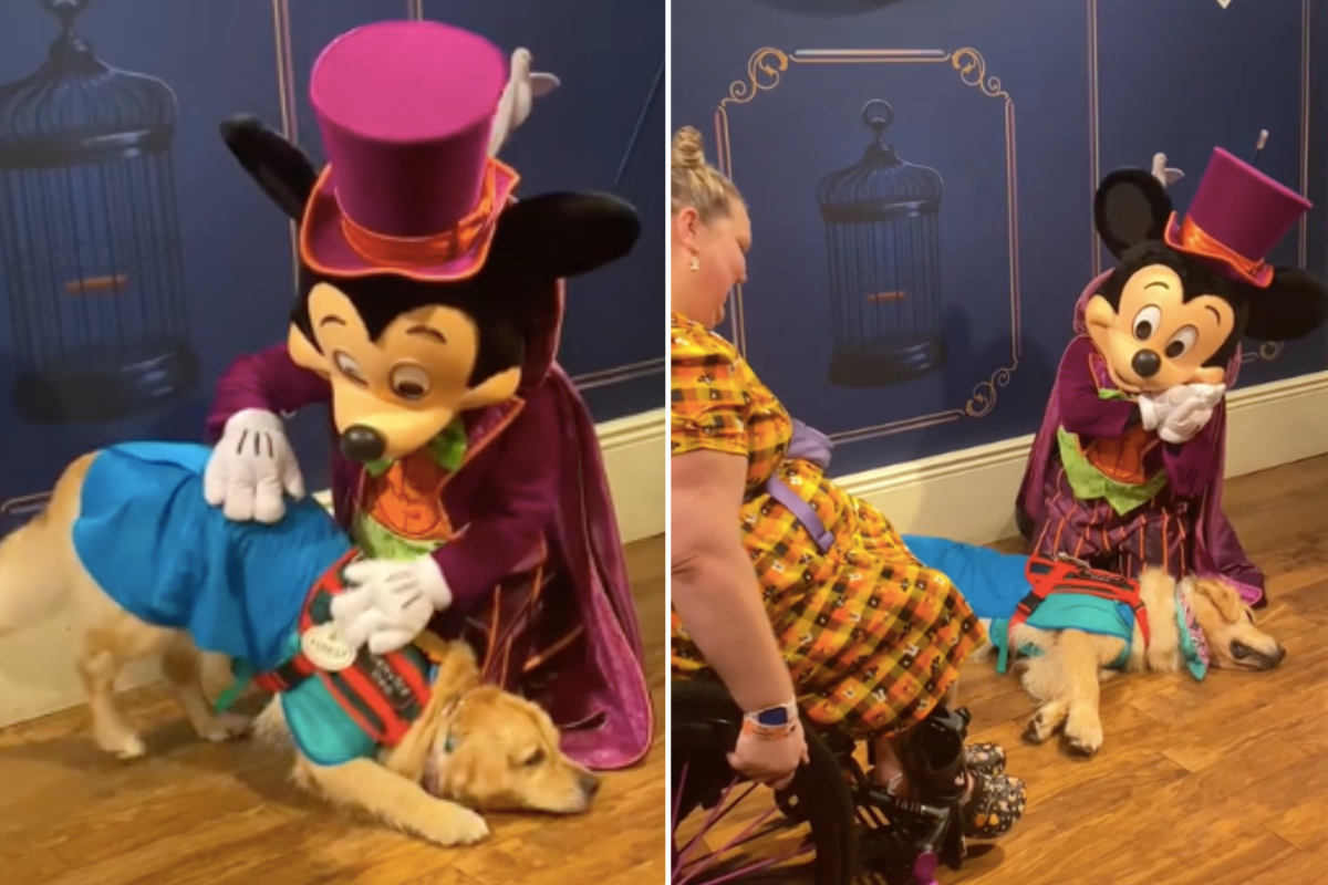 2277073-mickey-service-dog.png