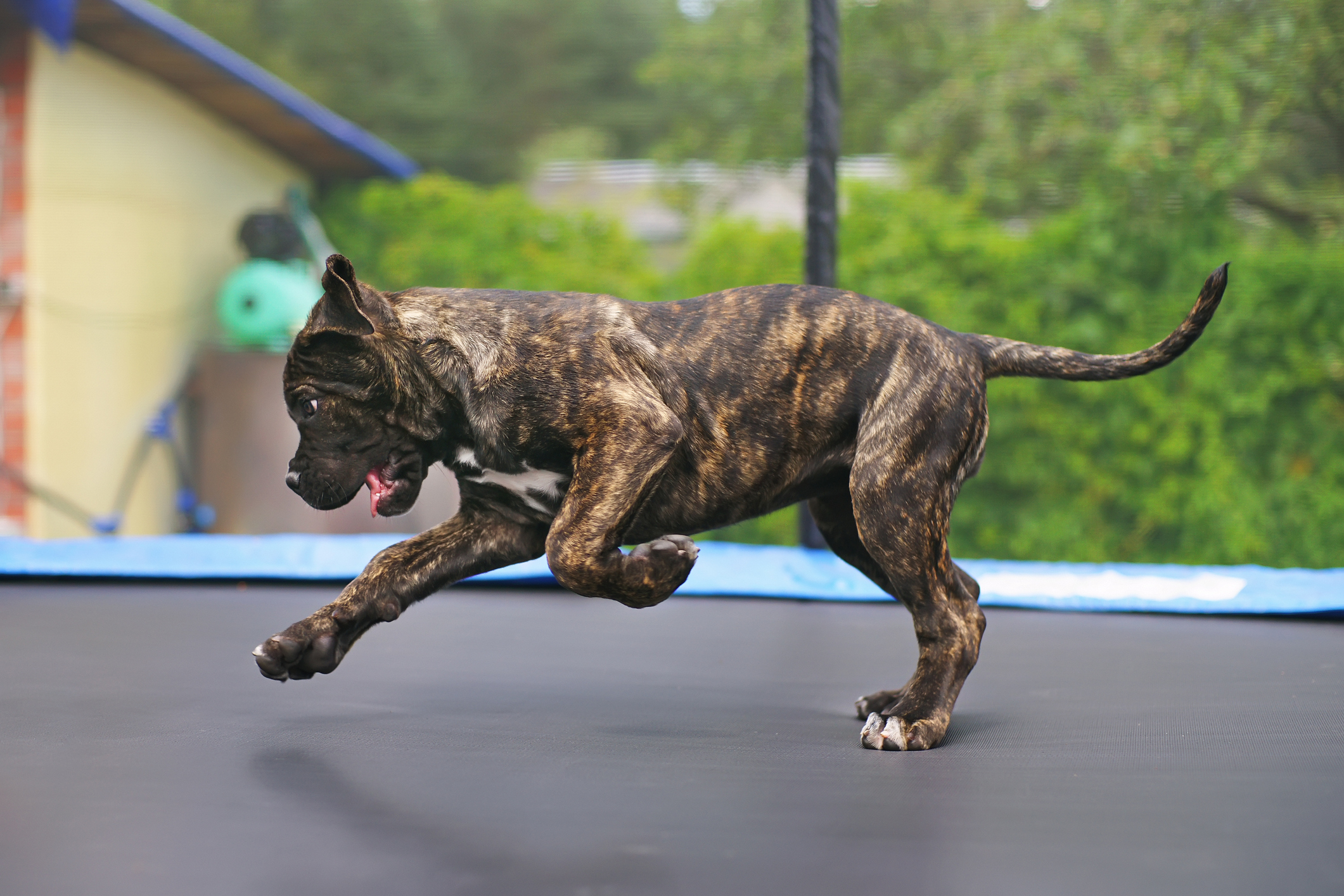 Dog Jumping for Joy on Trampoline Viewed by 10 Million: 'Ears