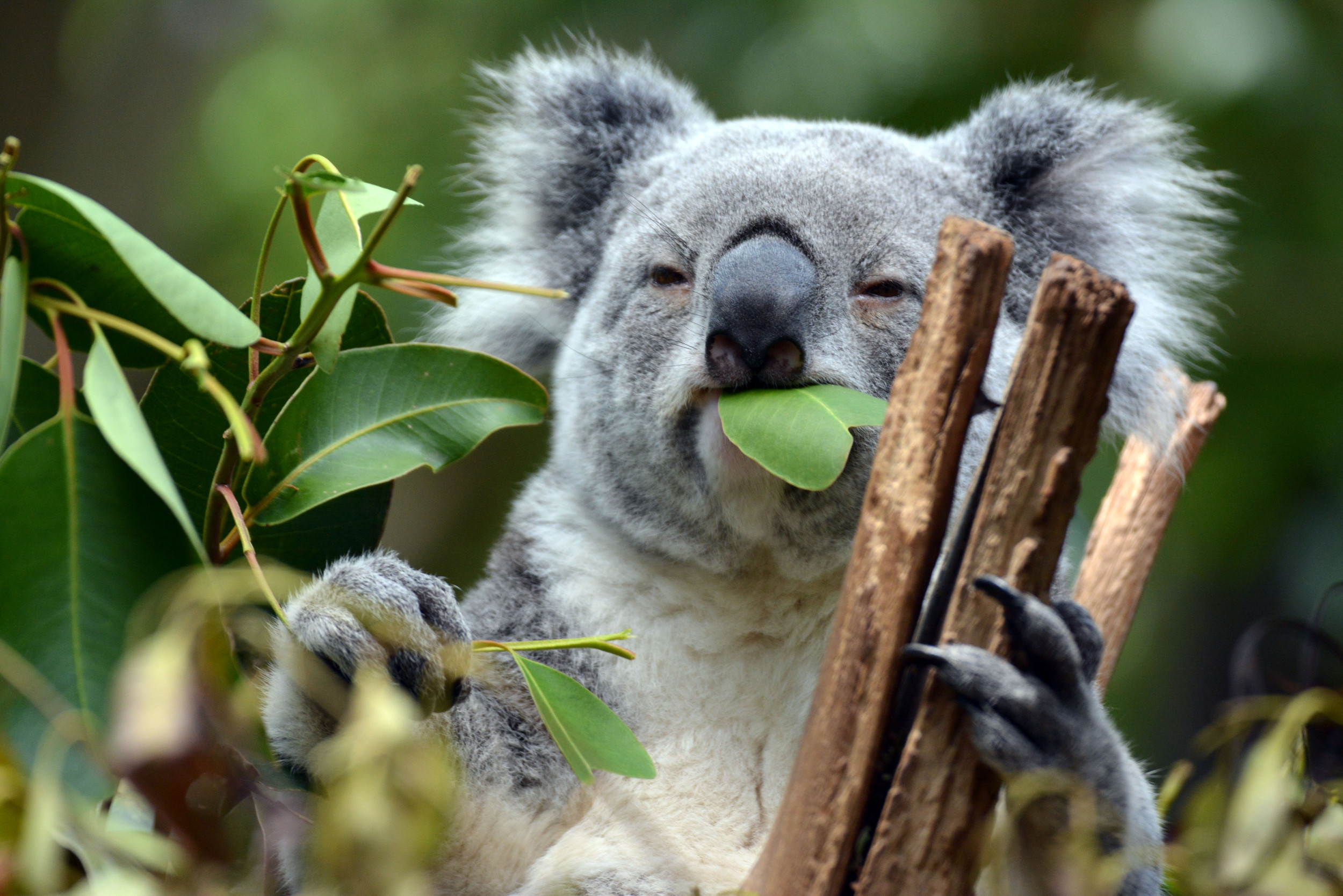 philodendron micans dehner Hanging Philodendron Micans  Dahing Plants