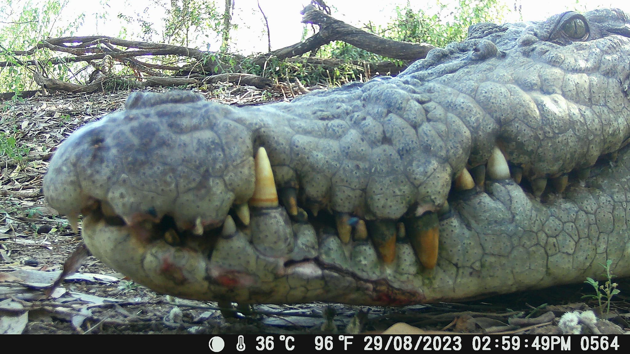 Inside of Crocodile's Jaw Seen in Incredible Photos - Newsweek