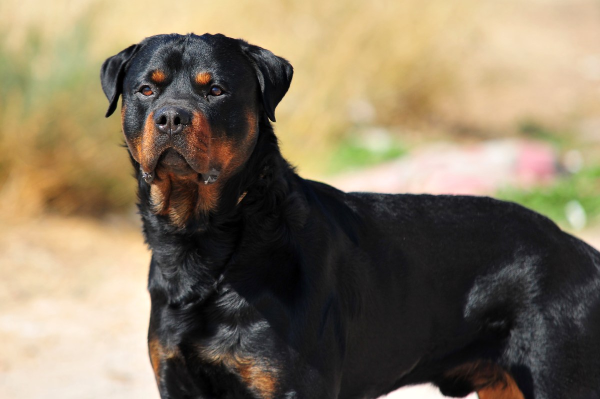 Woman, 40, Dies After Being Mauled by Two Dogs She Was Trying to Pet ...