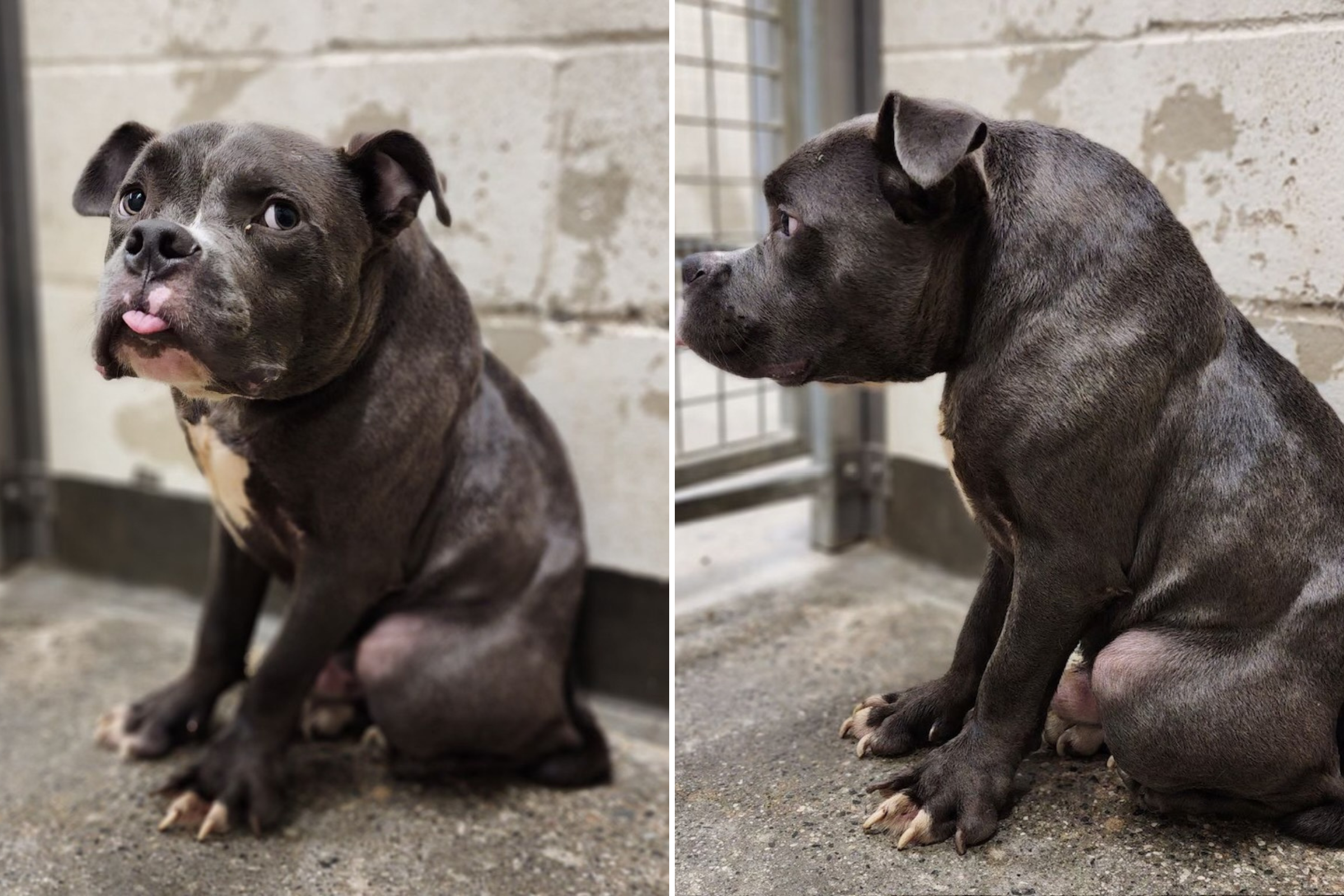 Pit the Massive Dog お値下げ不可 Dog With Rare Condition 'Tied Up Outside' Rescue With