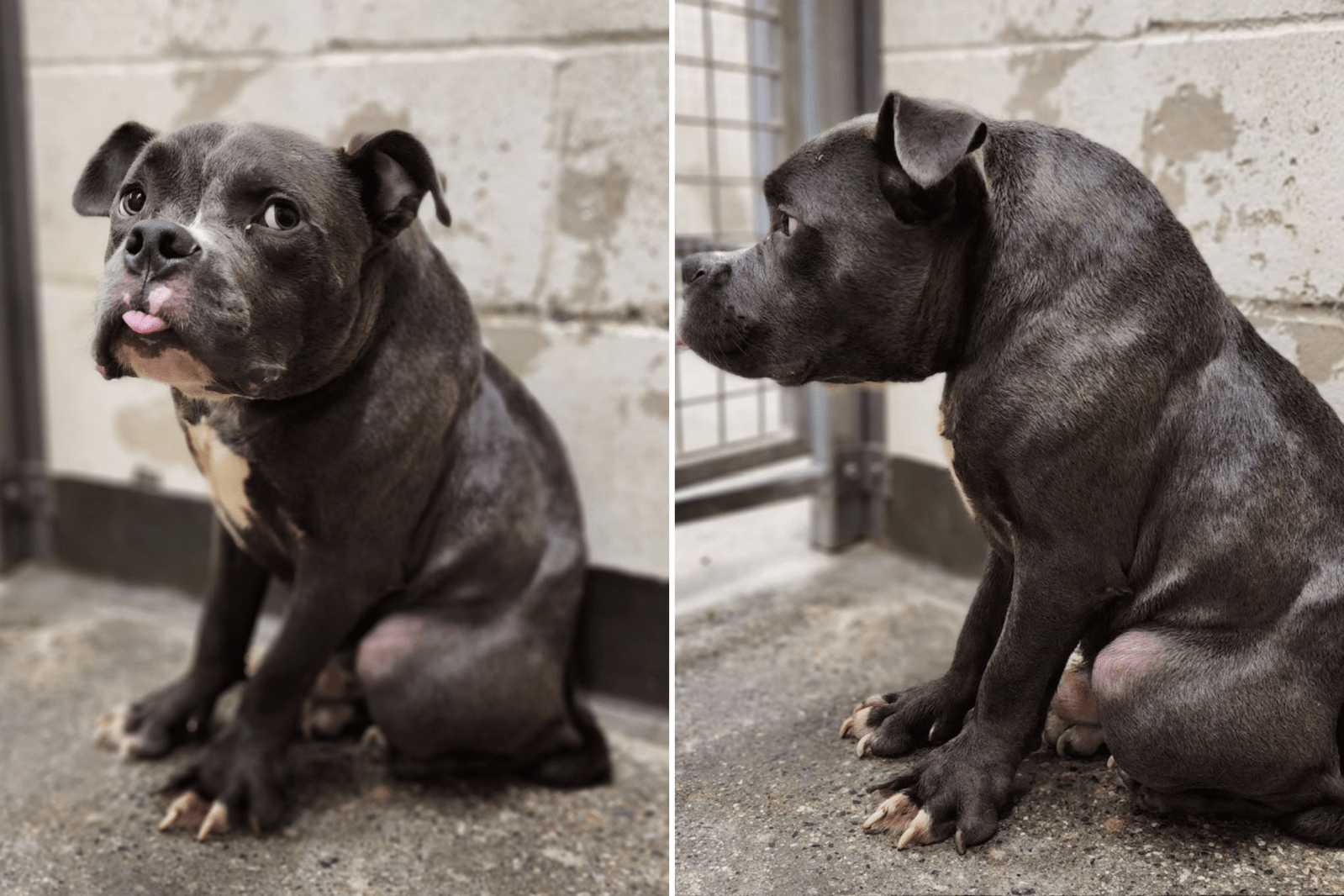 Dog With Rare Condition 'Tied Up Outside' Rescue With