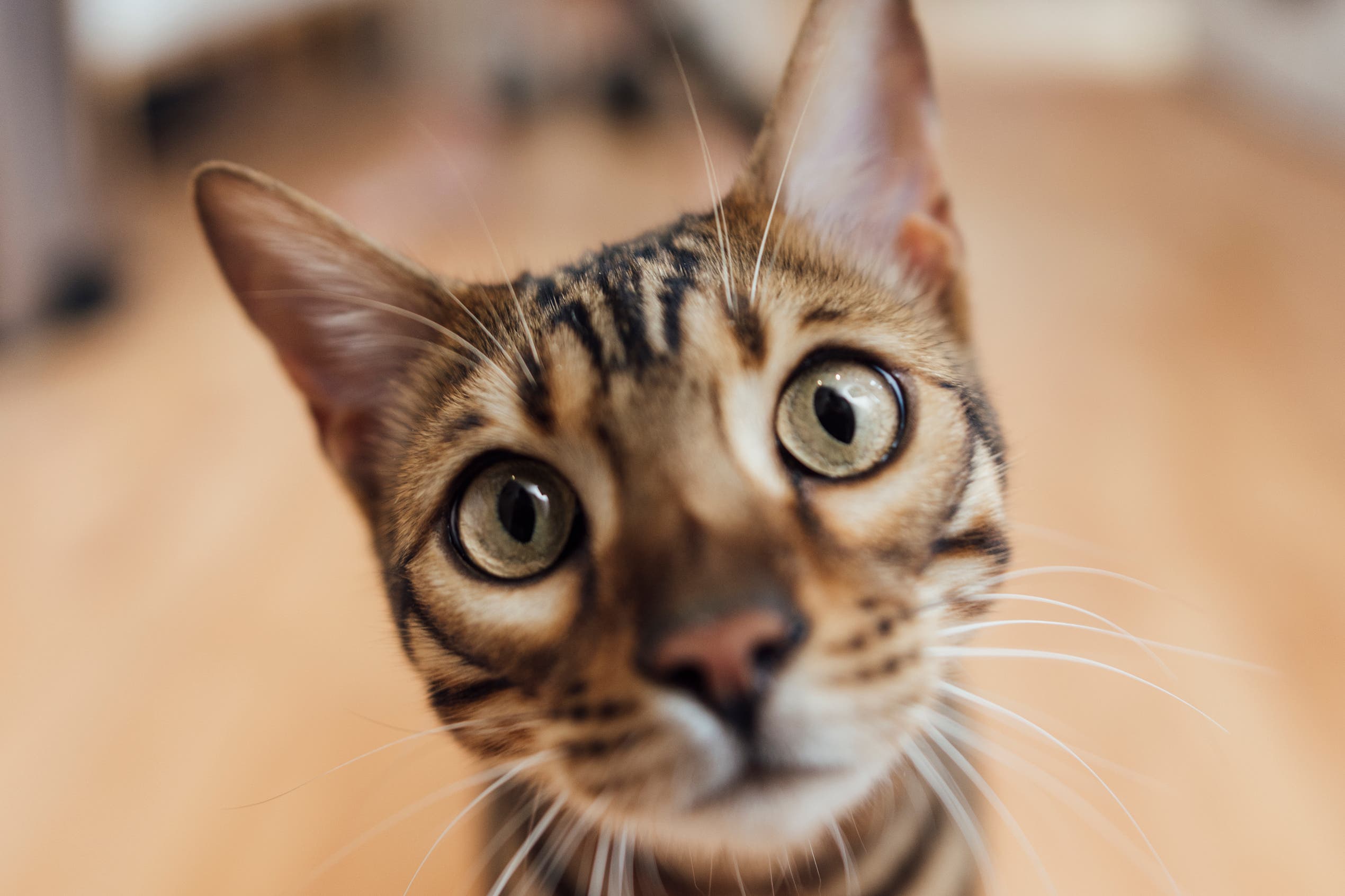 Do Cats Prefer Female Owners? Scientific Study Reveals Surprising Truth