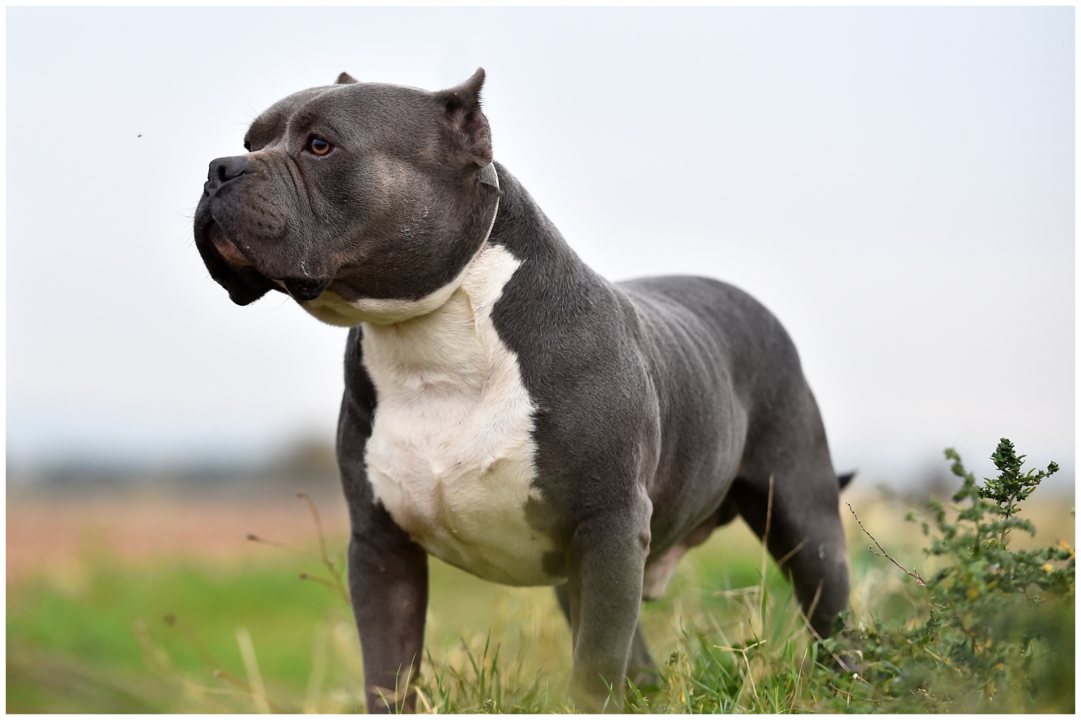 Video of 'Out of Control' Bully Dog on Street Rampage Viewed 4M