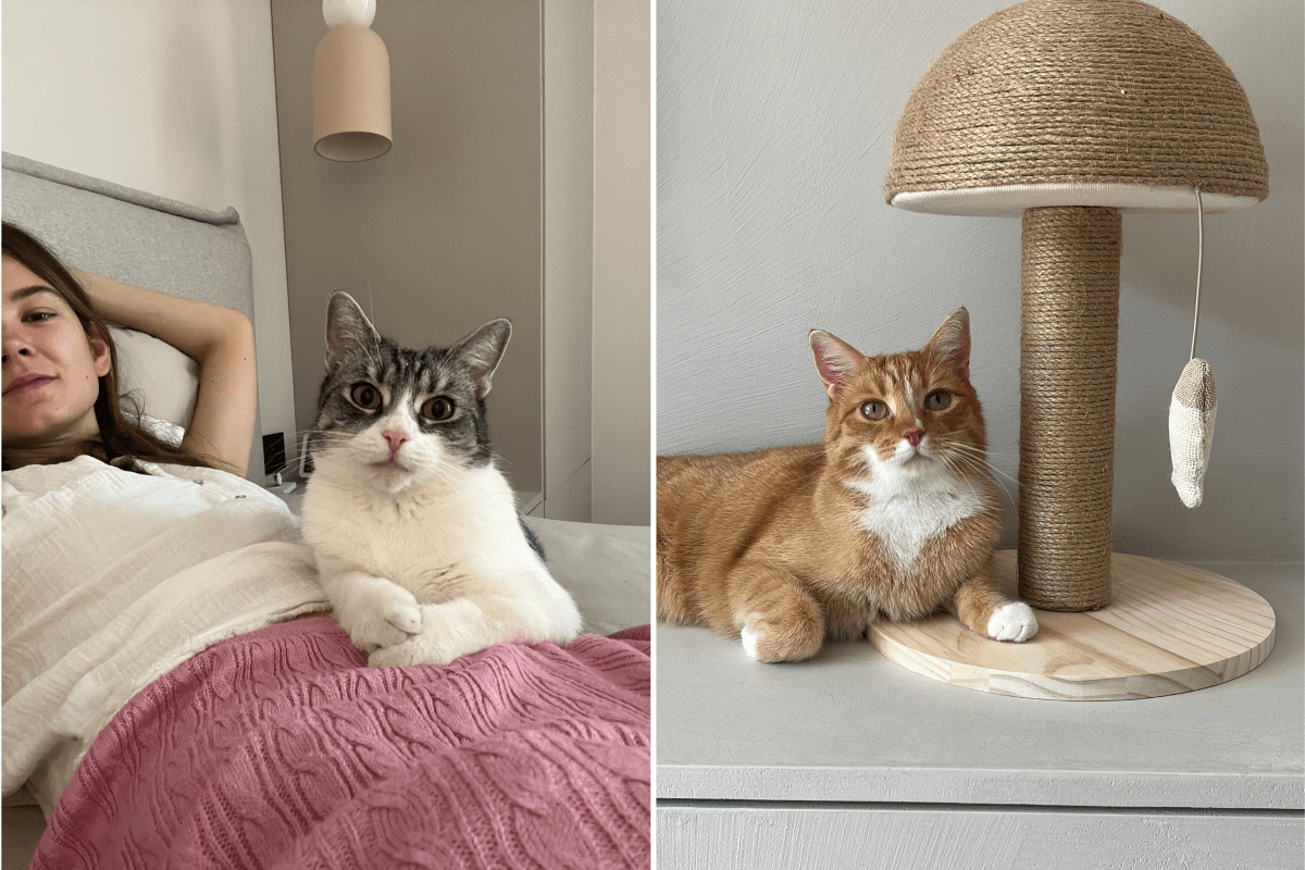 Bride praised for ensuring her cats are included at wedding: 'the energy'