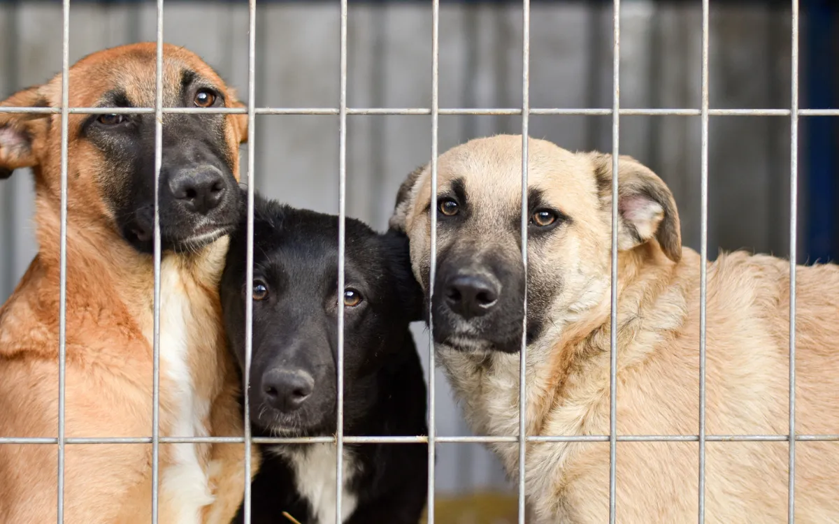 Shelter’s Plea as 250 Dogs Face Euthanasia Due to ‘Severe Lack of Space ...