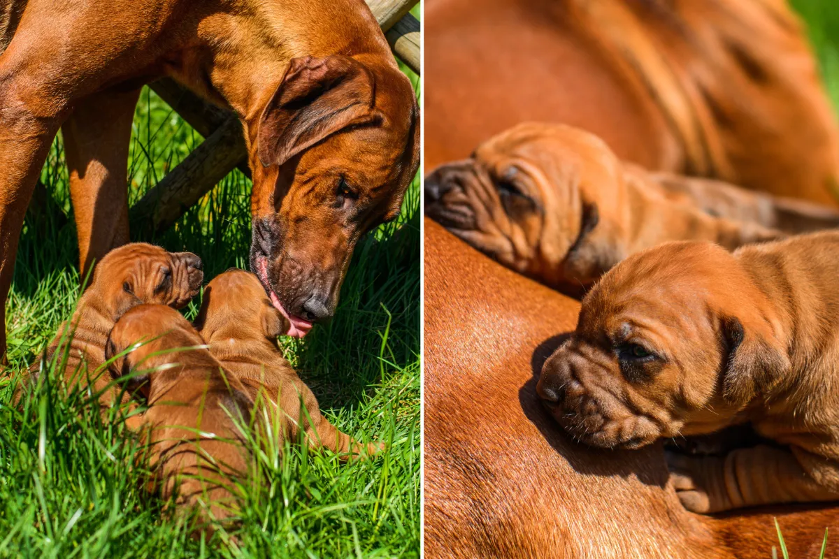 Tears As Stray Mom Dog Leads Rescuers to Her Puppies: ‘Reunited’ - Newsweek