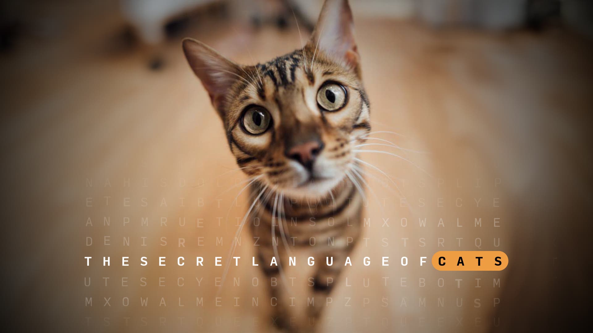 Do Cats Prefer Female Owners? Scientific Study Reveals Surprising Truth