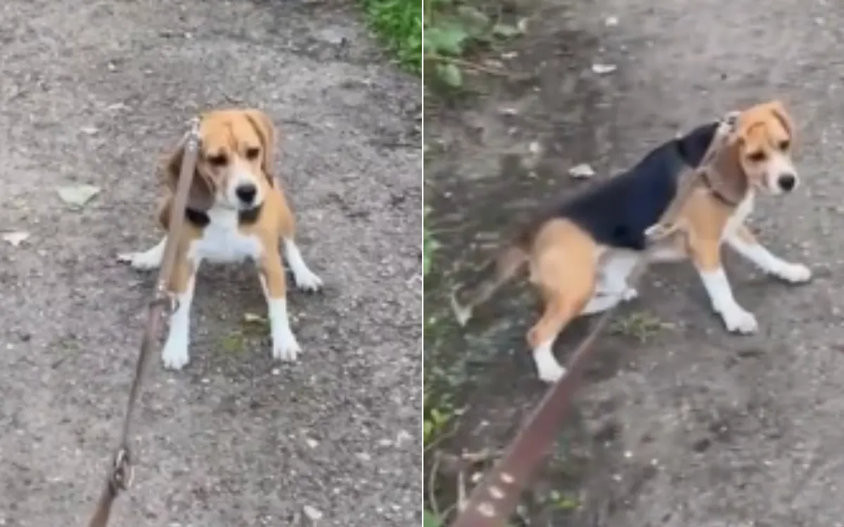 Watch Brave Beagle Working Up the Courage To Face ‘Nemesis’ on Walk ...