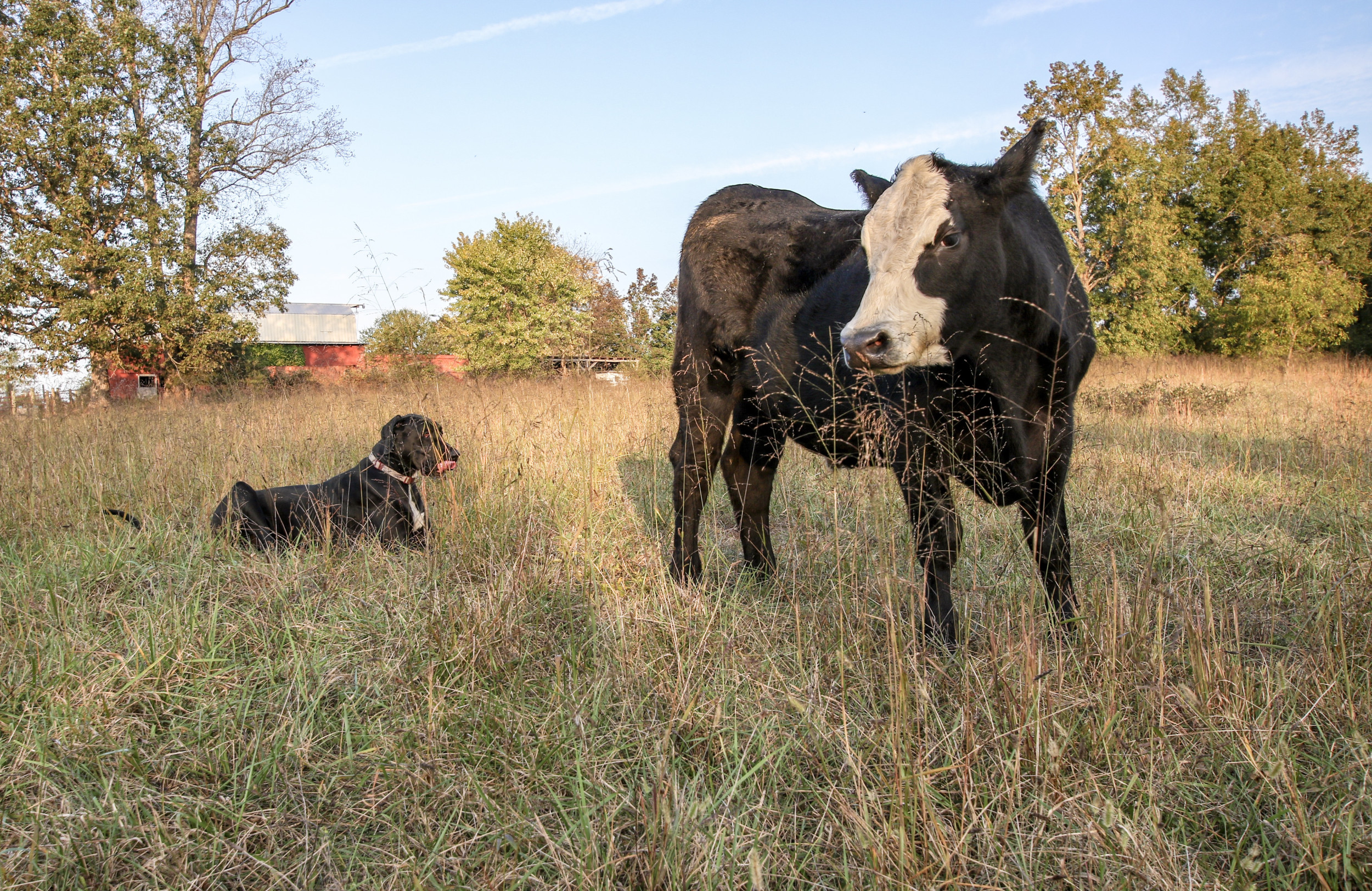 Rottweiler Being 'Picked Up Like a Toddler' To Kiss Local Cows