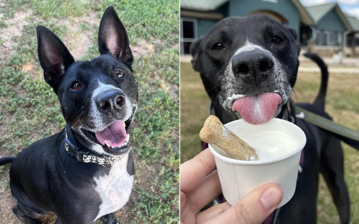 Happy Tears' as Shelter's Longest Dog Resident Adopted After 625