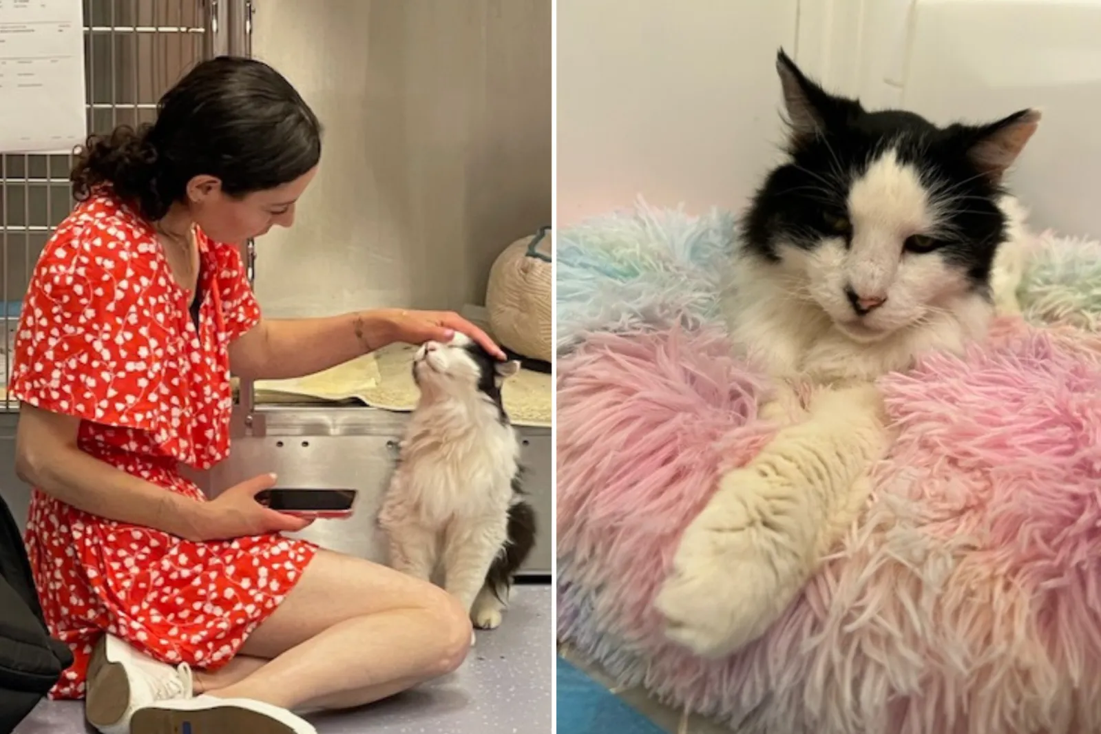 Woman Adopts 15-Year-Old Blind and Deaf Cat To Give Her Chance at