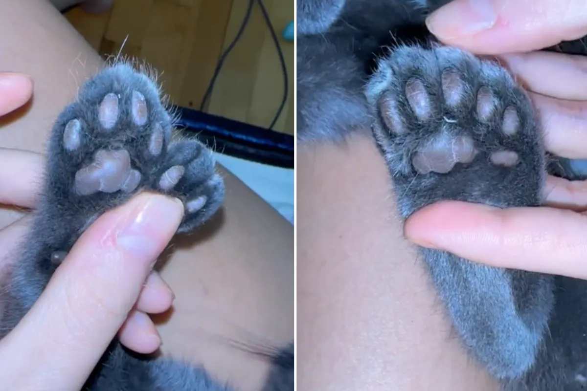 Jaws Drop Over Cat’s ‘Unique’ Genetic Condition Resulting in 28 Toes ...