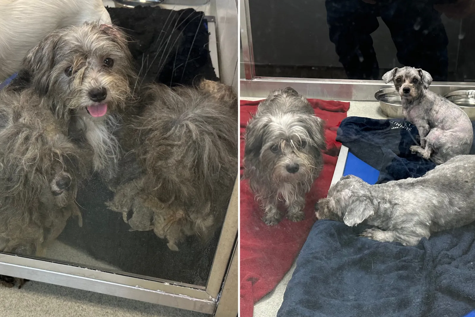 Severely Matted Dogs Have Stunning Transformation After Being Rescued ...