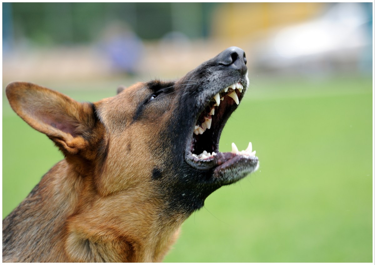 Woman Found Dead in Her Backyard After Savage Dog Attack - Newsweek
