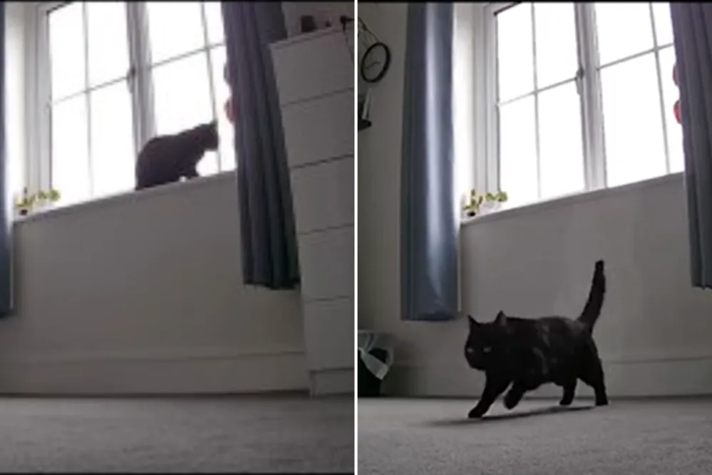 View of CCTV Captures Cat’s ‘Heartwarming’ Reaction After Realizing Owners Are ...