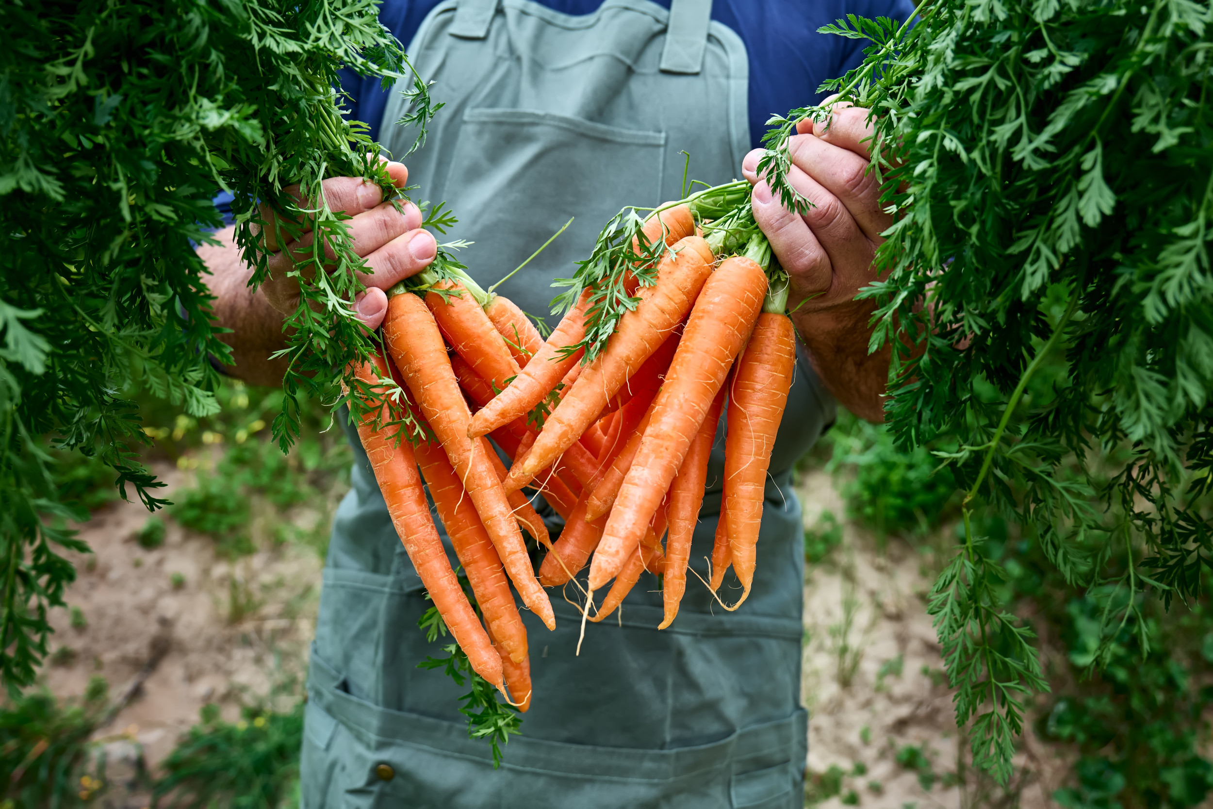 2288057-orange-carrots.jpg?w=