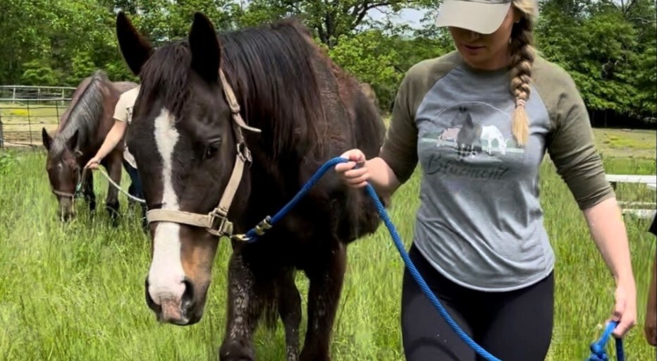 Abused Racehorse Saved From Euthanasia Finally Finds Her Forever Home ...
