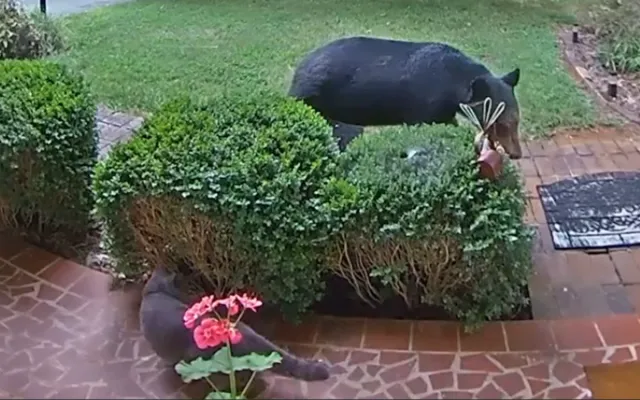 Cat Narrowly Escapes Bear in Wild Video: ‘Didn’t Go Outside for a Few ...
