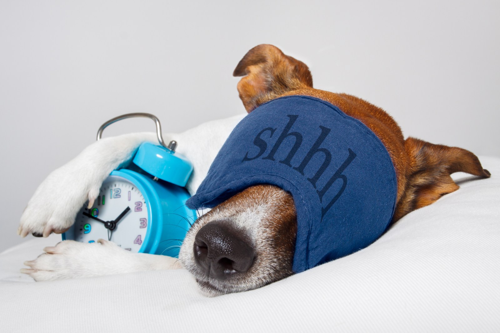 Dog Sleeping Behavior: Understanding Your Pet’s Nighttime Habits