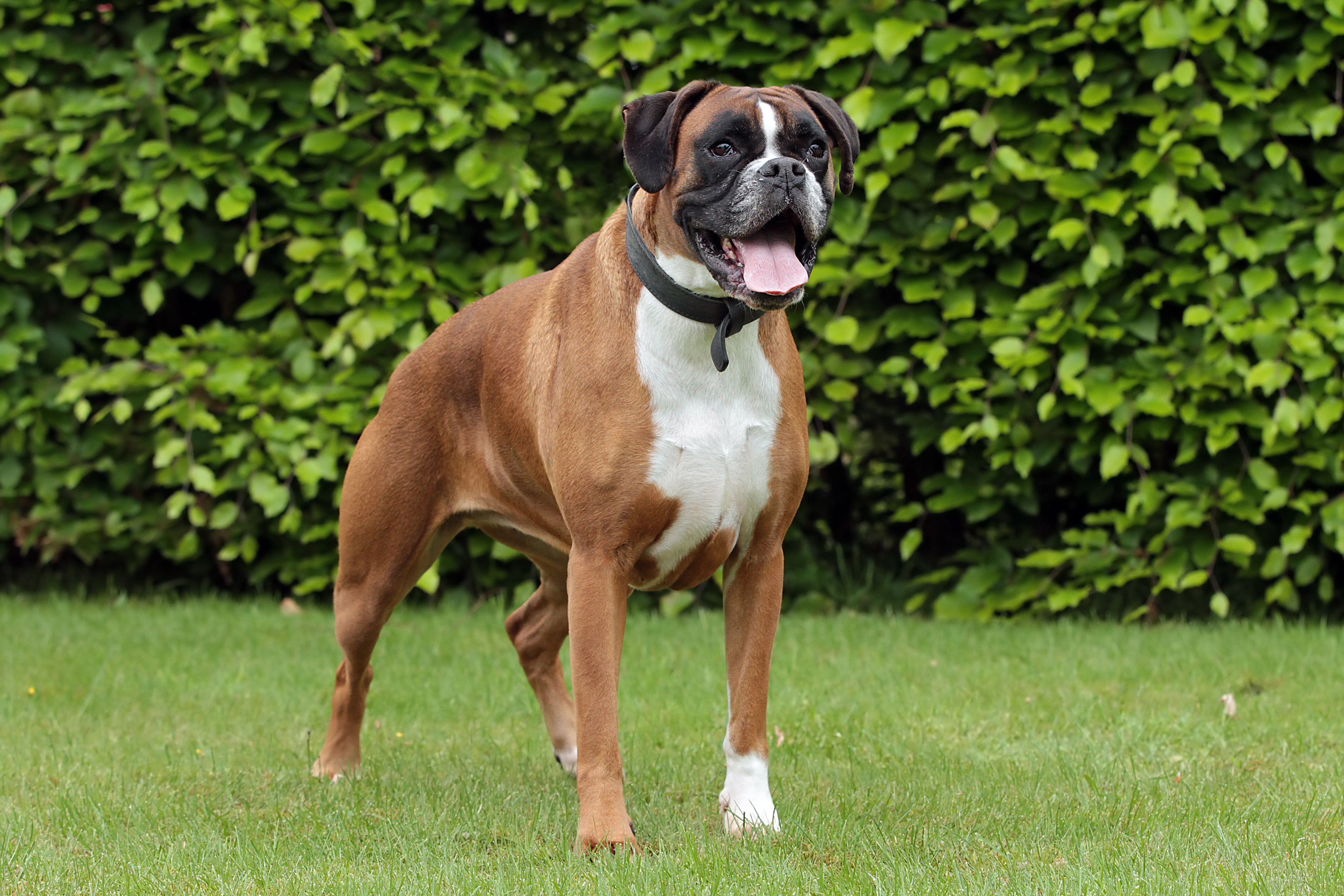 Boxer Dog Behavior: Understanding Traits & Training Tips