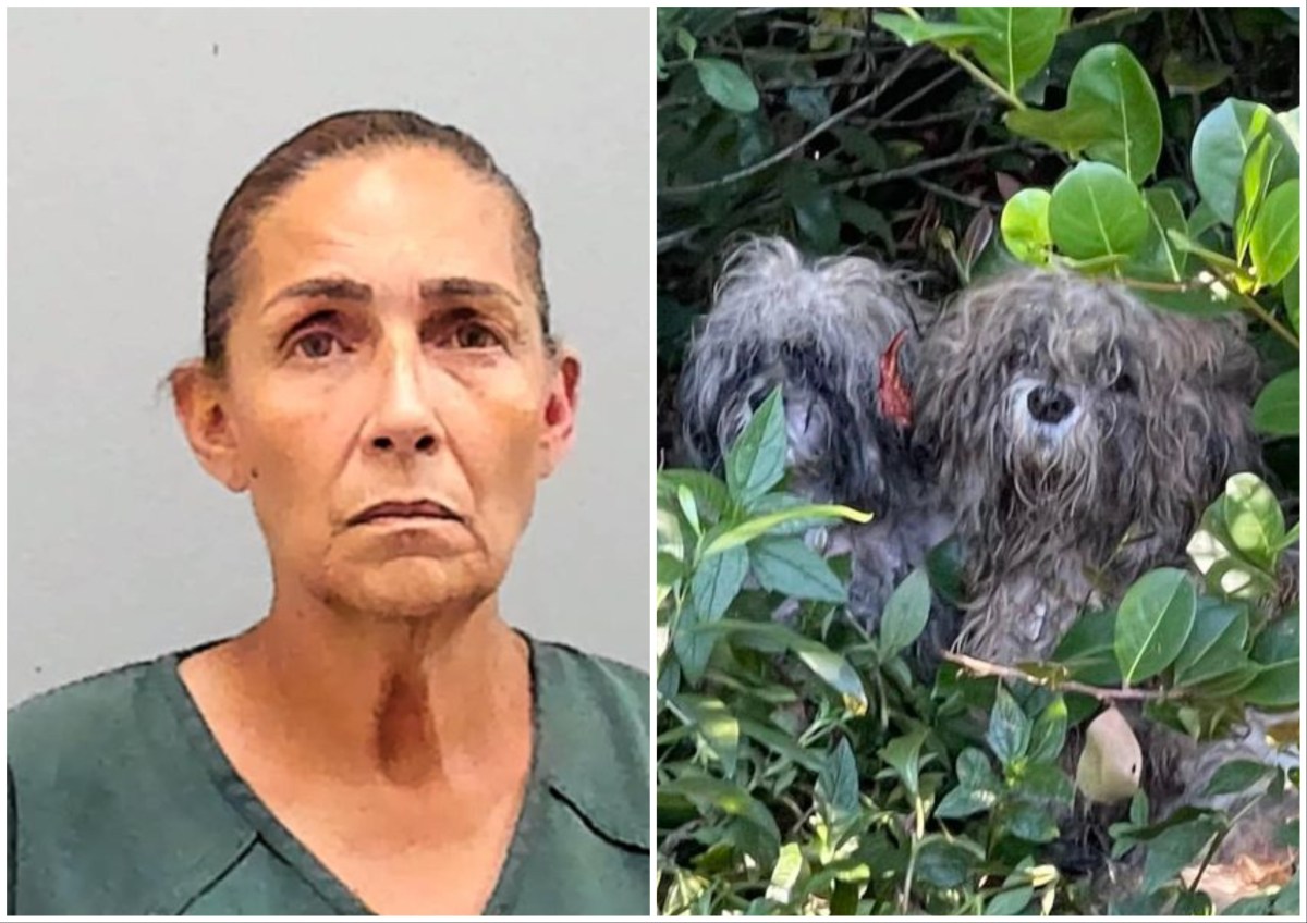 Woman Dumped 9 Dogs and Puppies in ‘Sweltering Heat’ Without Water ...