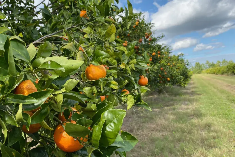 Why You’ll Likely See More Florida Oranges Next Season