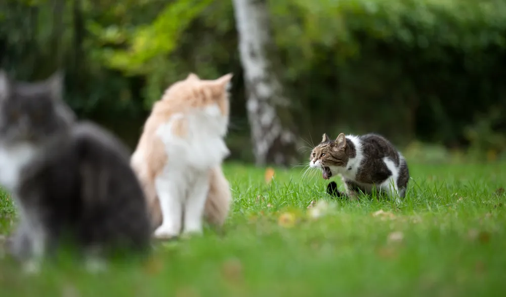 Why Is My Cat Throwing Up? - Newsweek