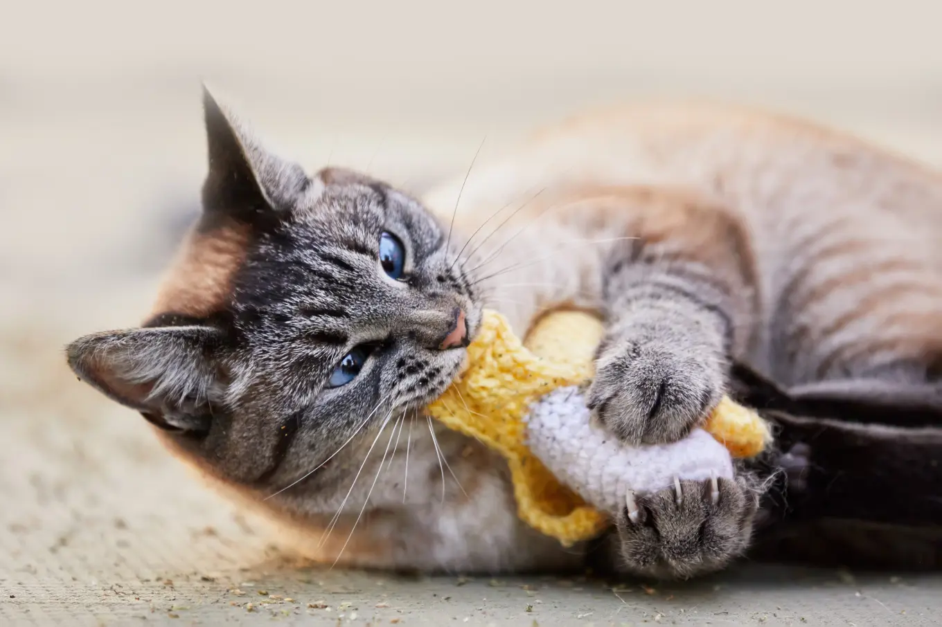 Why is My Cat Obsessed Mouse Toy: Uncover the Surprising Reasons