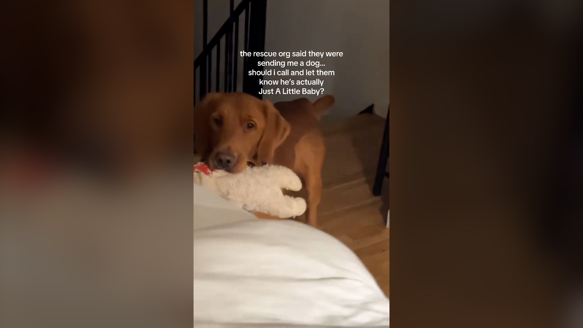 Why Does My Dog Bring His Toys to My Bed: Surprising Reasons Explained