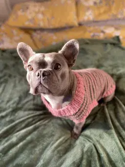 Watch Rescue Dog ‘Losing Her Lil Mind’ Over Knitted Jumper From Grandma