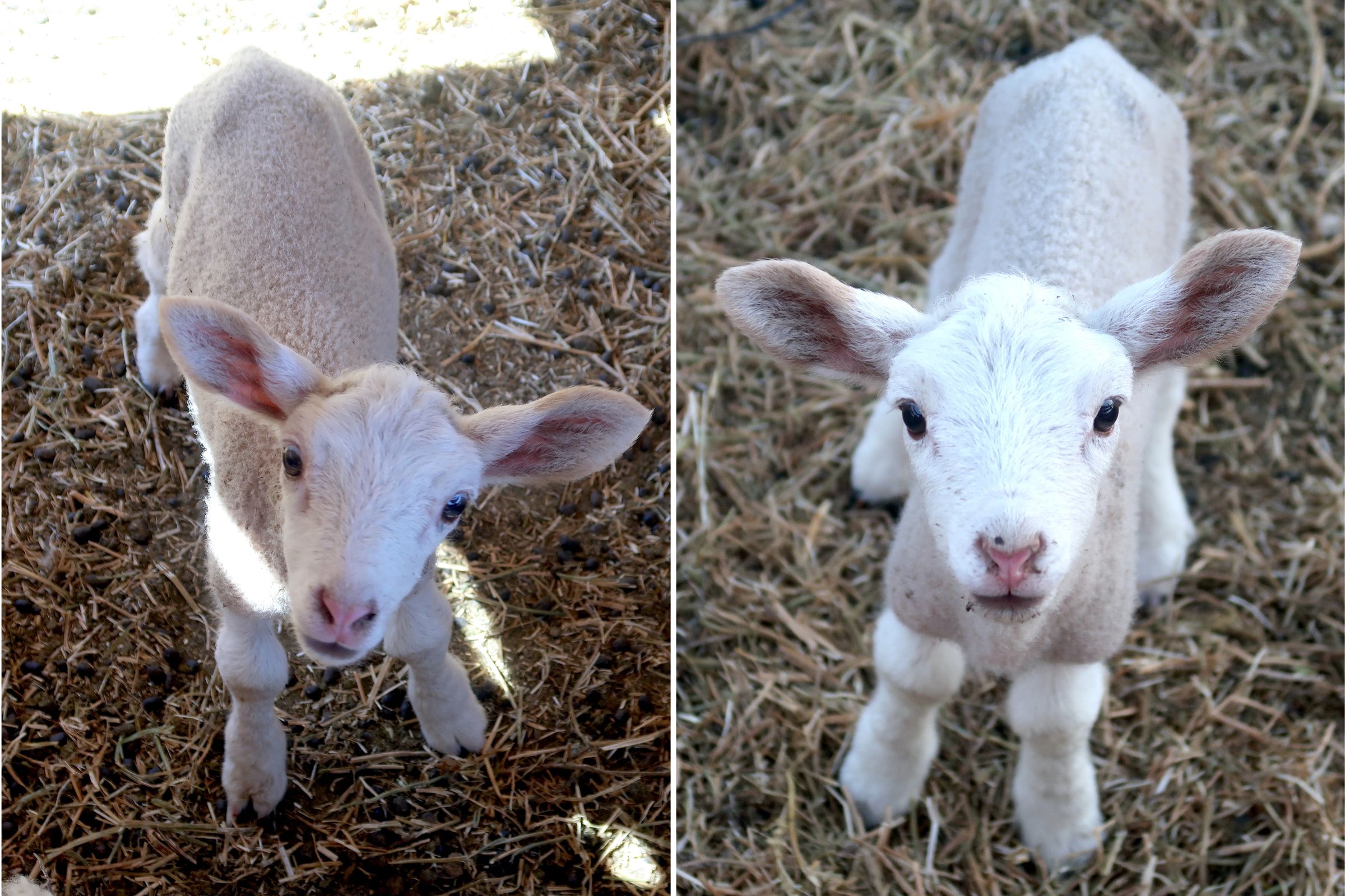 Hysterics as Miniature Sheep Believes He's Part Dog With His Speed