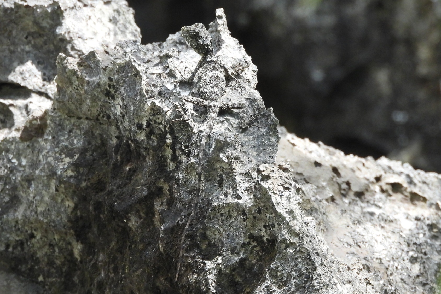 New Dragon Lizard Species With 'Invisible' Camouflage Discovered