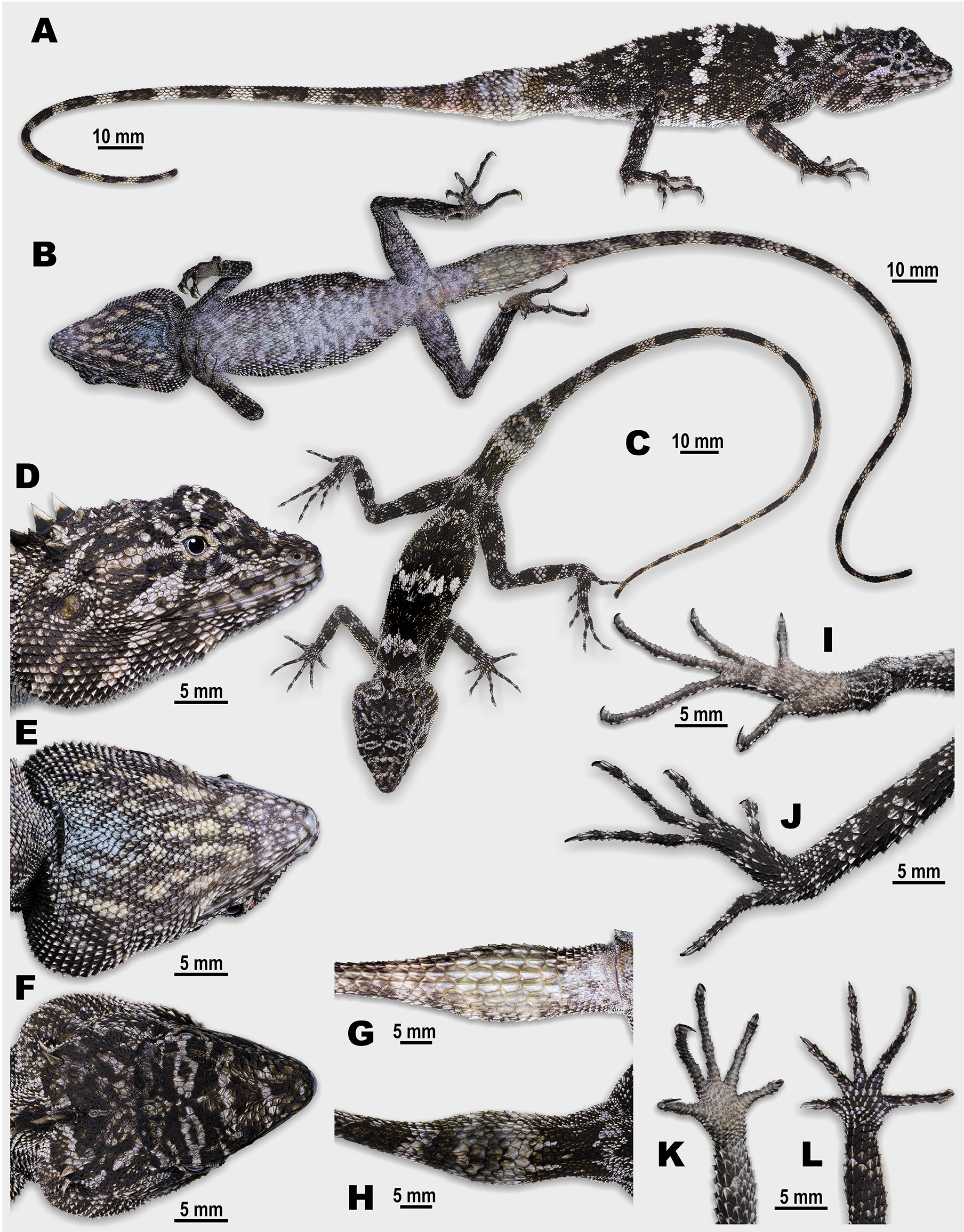 New Dragon Lizard Species With 'Invisible' Camouflage Discovered