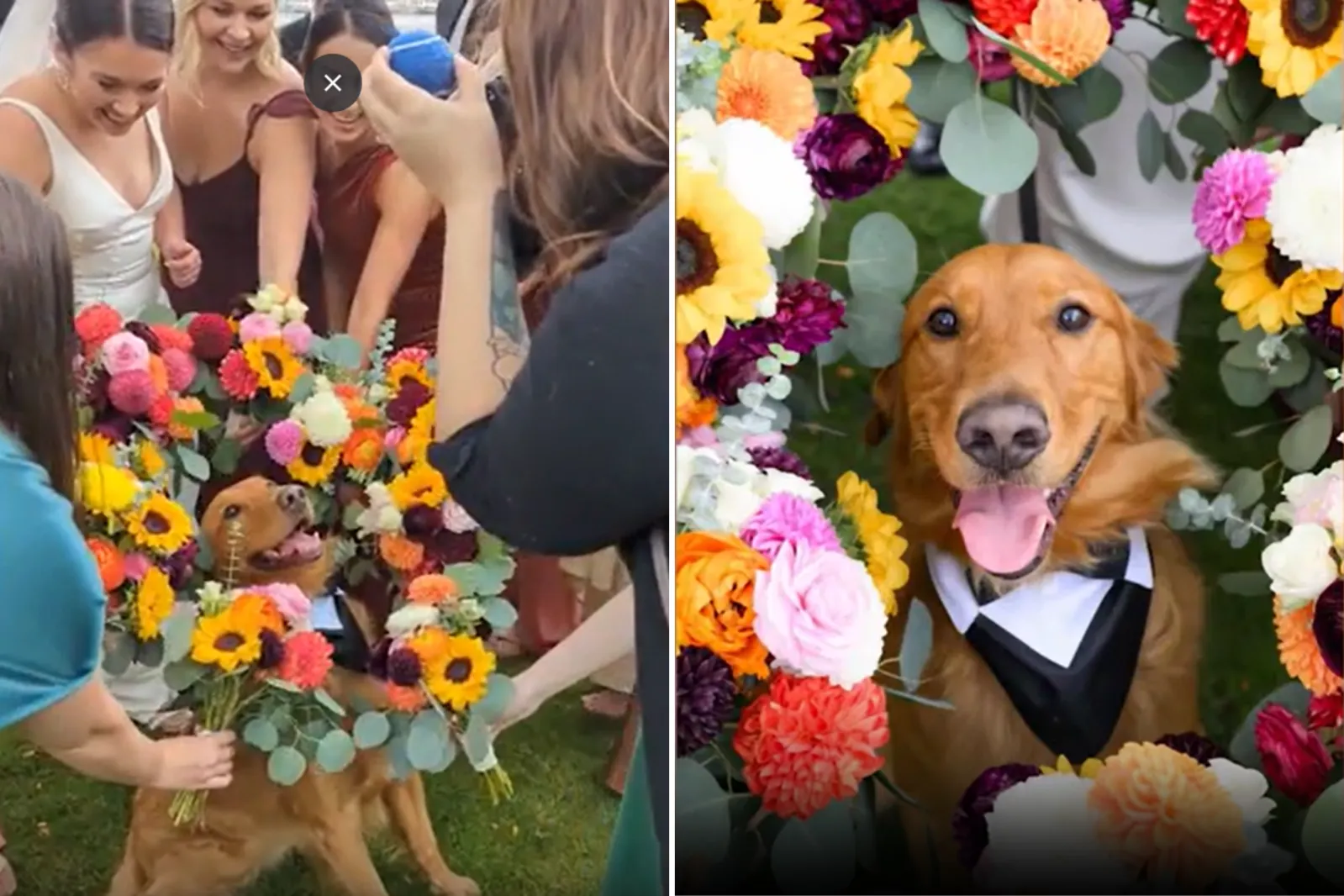 Golden Retriever Surrounded by Flowers Steals the Show at Owner's