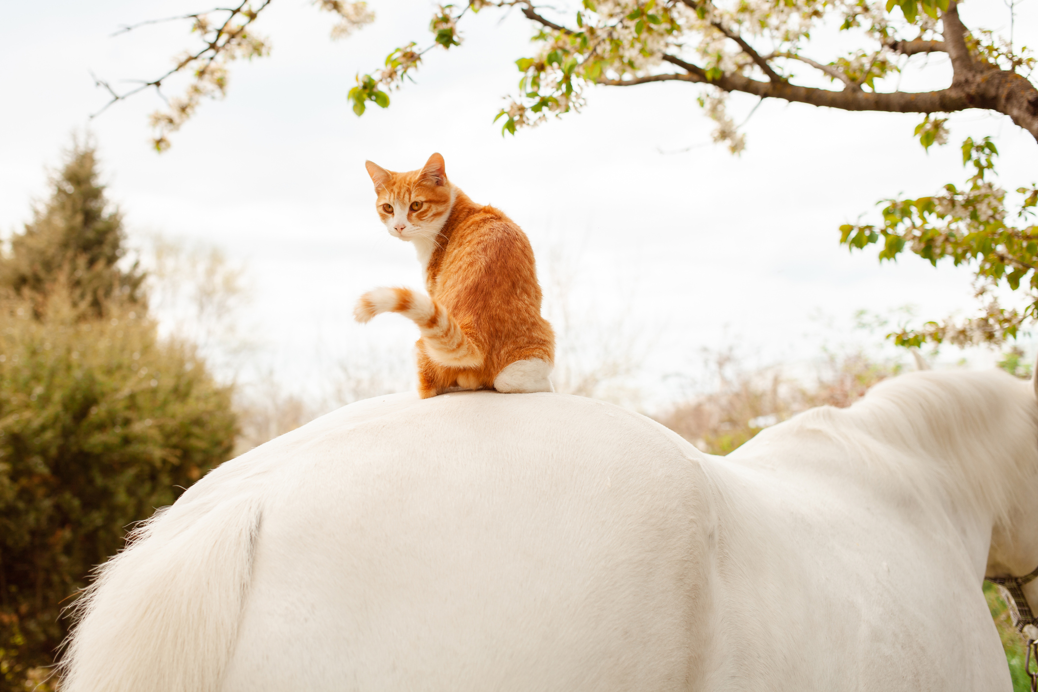 Cowboy Cat' Riding Around on the Back of a Horse Delights Internet