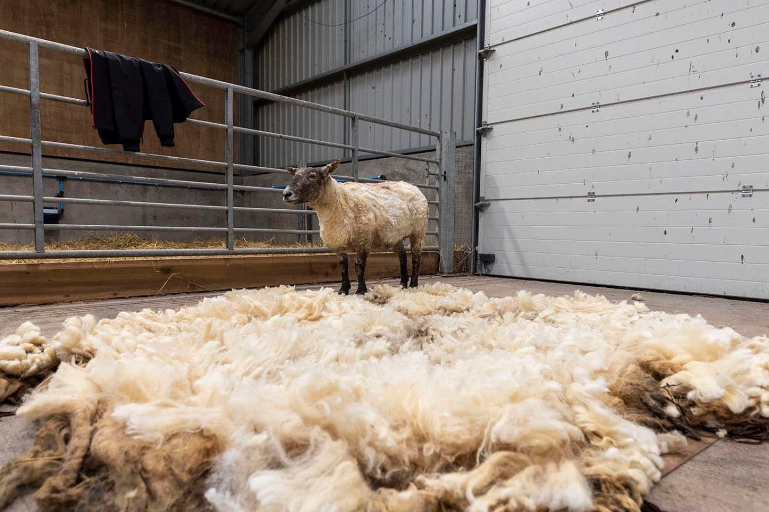 Stranded Sheep Scotland Rehoming of ‘Loneliest Sheep’ Stranded for 2 Years Sparks Outrage ...