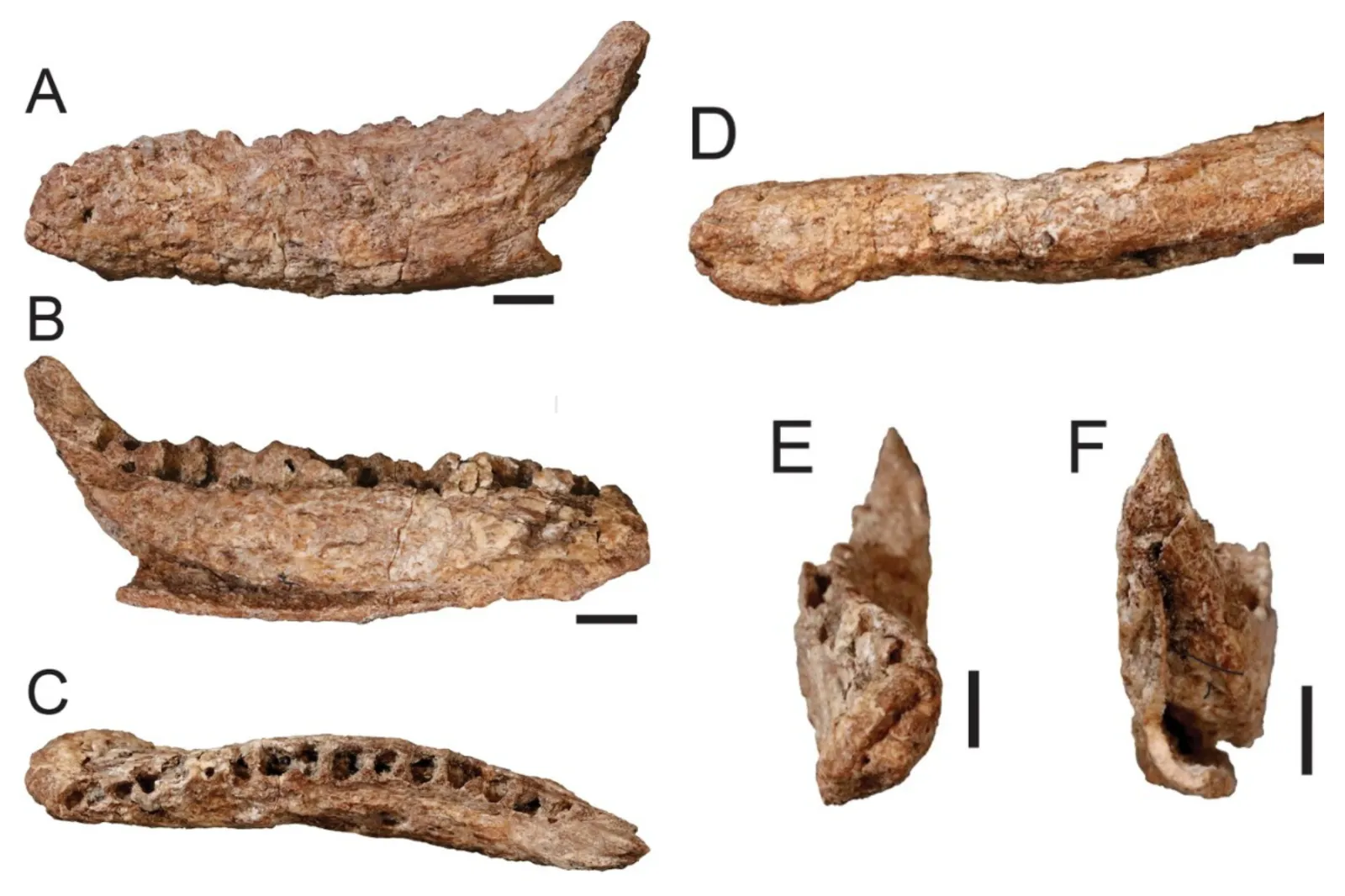 Predentary Texas Dinosaur Unearthed 96 Million Years After It Roamed Dallas-Fort ...