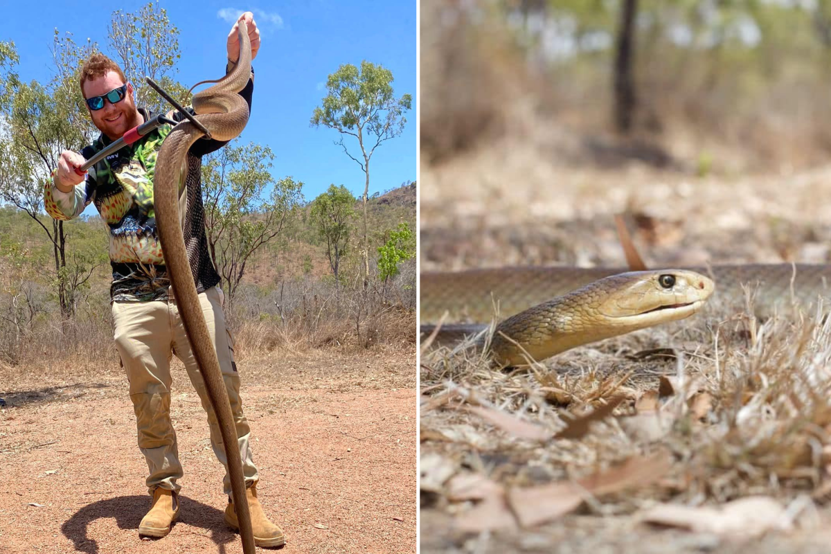 2308154-snake-caught-aus.png?w