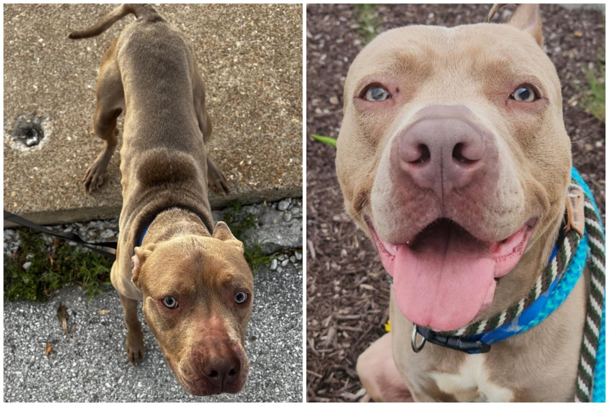 ‘Scared’ Dog Found Tied to Pole Outside Shelter Finds Loving Forever ...
