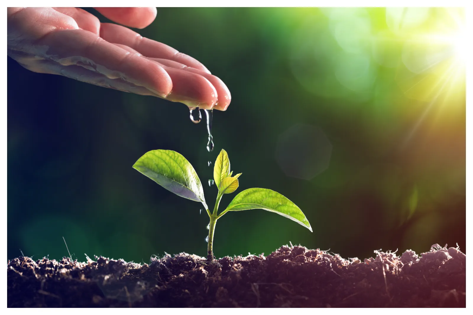 Plants Are Better for Planet Earth Than Scientists Thought - Newsweek