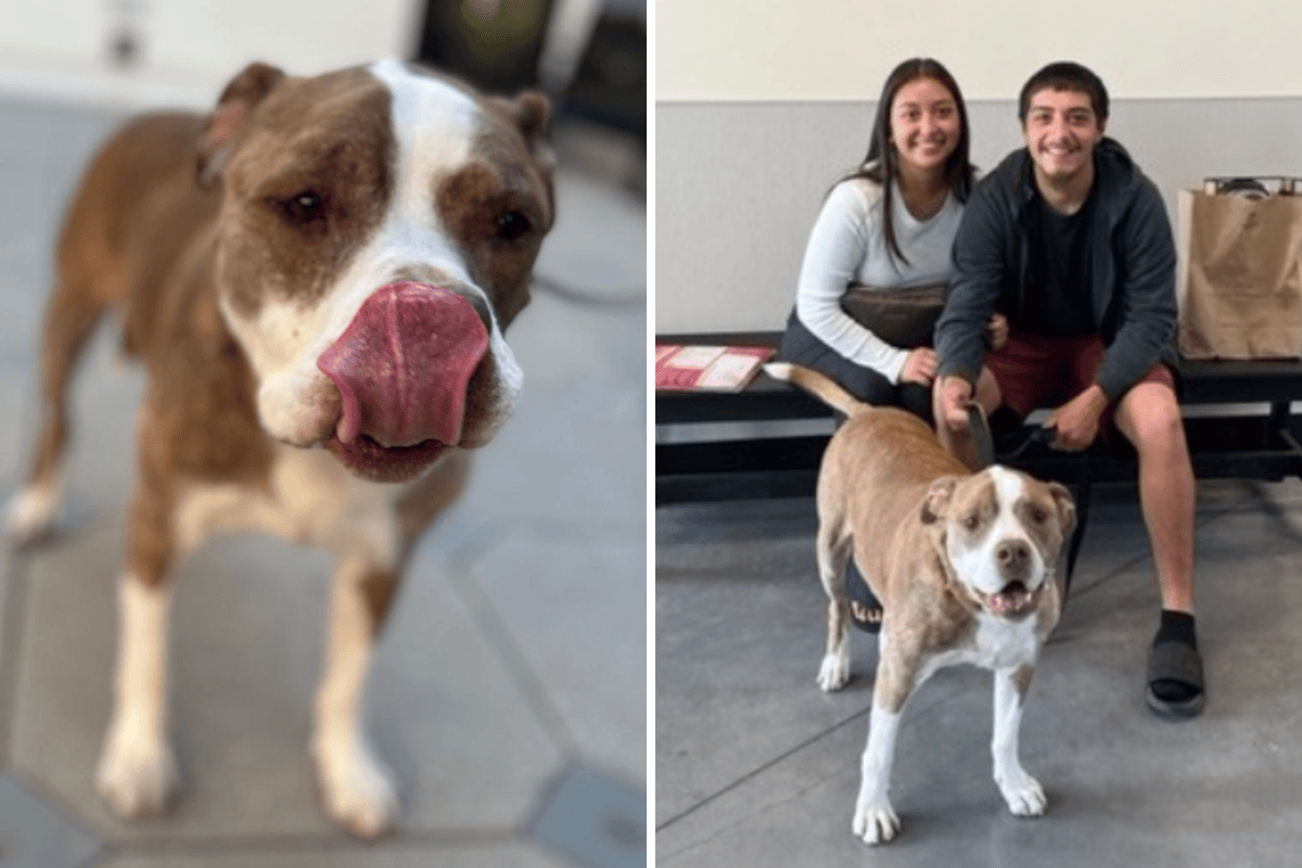 Dog Surrendered to Shelter After 10 Years With Family Finds New Home ...